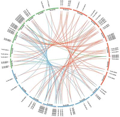 Genome-Wide Identification, Evolution, and Expression Analysis of LBD Transcription Factor Family in Bread Wheat (Triticum aestivum L.)